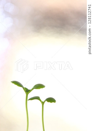發芽 發芽 128112741