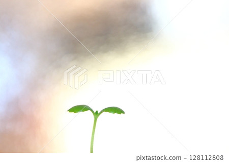 發芽 128112808