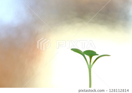 發芽 發芽 128112814