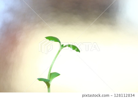 發芽 發芽 128112834