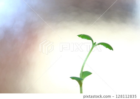 發芽 發芽 128112835