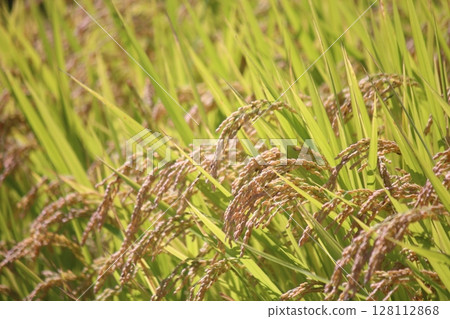 Harvest autumn, rice before harvest 128112868