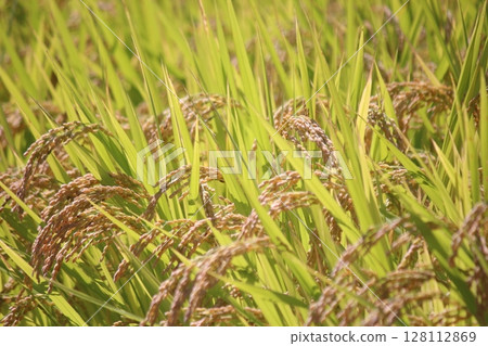 Harvest autumn, rice before harvest 128112869