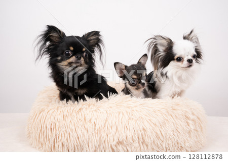 白色背景和三隻吉娃娃躺在床上 128112878