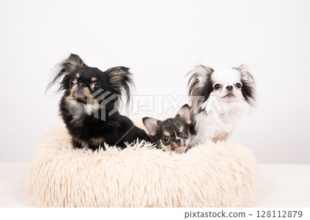白色背景和三隻吉娃娃躺在床上 128112879