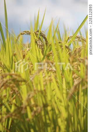 Harvest autumn, rice before harvest Harvest autumn, rice before harvest 128112893