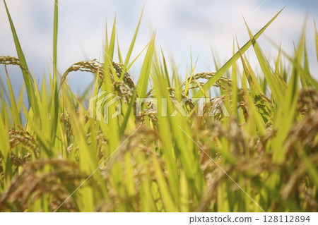 Harvest autumn, rice before harvest 128112894