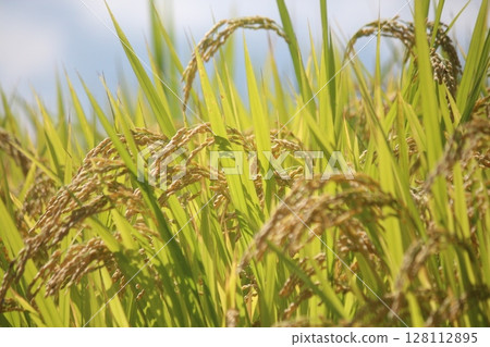 Harvest autumn, rice before harvest 128112895