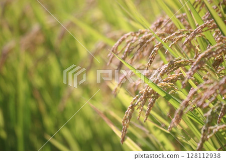Harvest autumn, rice before harvest Harvest autumn, rice before harvest 128112938