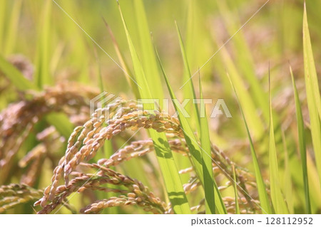 Harvest autumn, rice before harvest Harvest autumn, rice before harvest 128112952