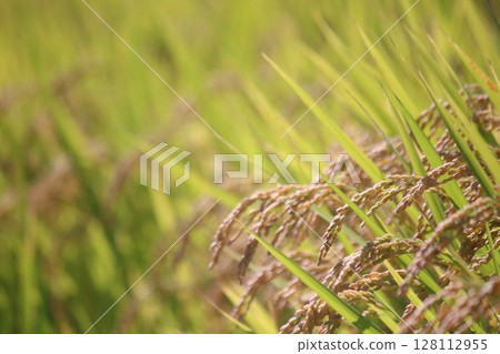 秋收，稻米收穫前 128112955