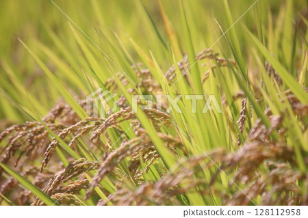 秋收，稻米收穫前 128112958