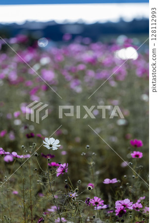 Cosmos at Inawashiro Herb Garden and Lake Inawashiro 128112993