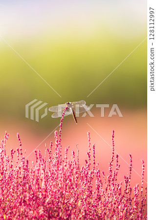 Dragonfly resting on Kochia 128112997