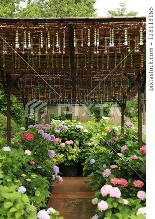 hydrangea hydrangea 128113166