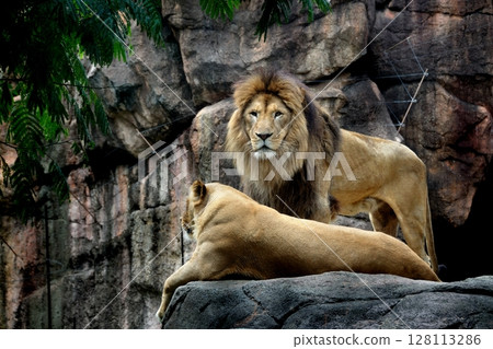 Tennoji Zoo: Pair of Lions 128113286