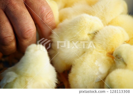 Lots of chicks 128113308