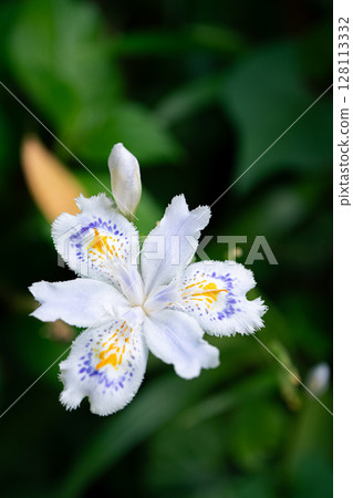 白色chaga花 128113332