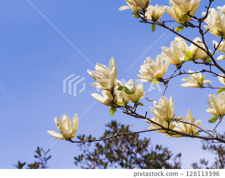 藍天背景下的金黃玉蘭 128113396
