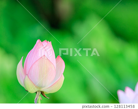 Lot of buds 128113458