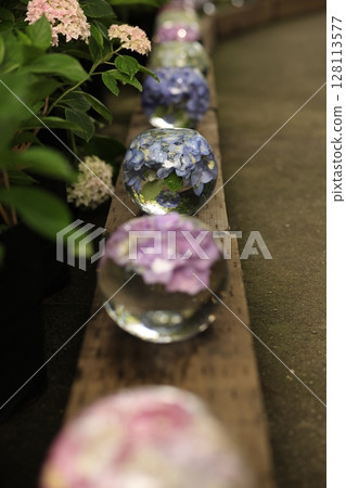 hydrangea hydrangea 128113577