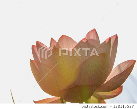 Red lotus flower on white background 128113587
