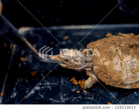 三趾箱龜正在進食 128113613