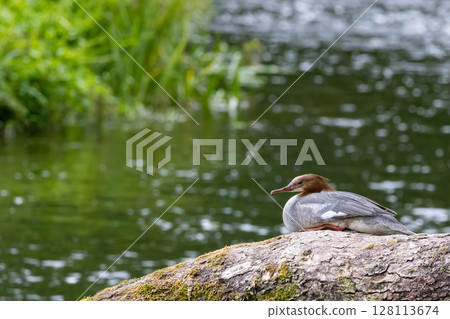 Female of goosander (common merganser) resting 128113674