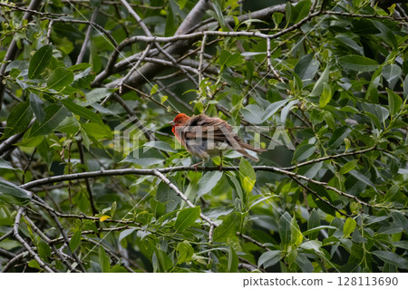 Common rosefinch Carpodacus erythrinus male singing on bush. 128113690