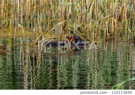 Common moorhen Gallinula chloropus Common moorhen Gallinula chloropus 128113699