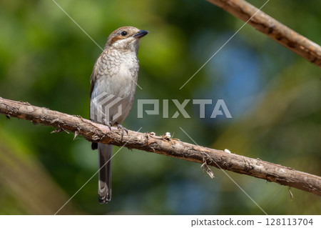 Wildlife shot of Red-backed Shrike (Lanius collurio) on branch. Wildlife shot of Red-backed Shrike (Lanius collurio) on branch. 128113704