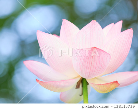 蓮花在燈光下閃耀 128113739