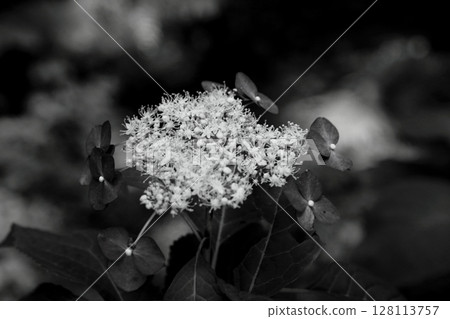 黑白藝術中的繡球花 黑白藝術中的繡球花 128113757