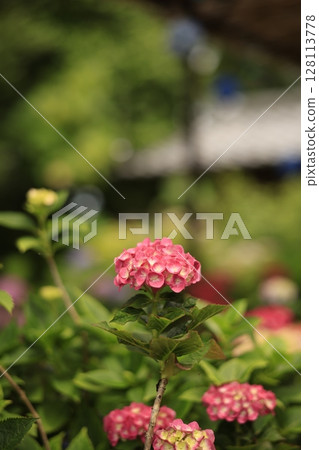 hydrangea hydrangea 128113778