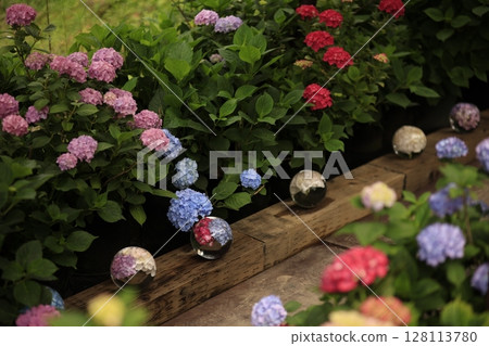  hydrangea 128113780