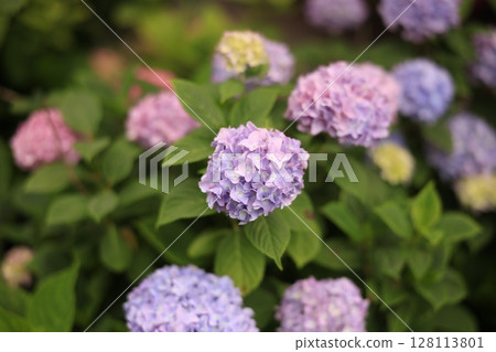 hydrangea hydrangea 128113801