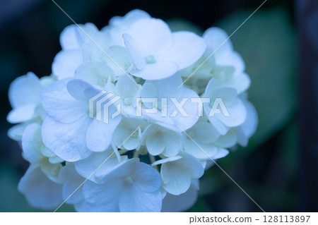繡球花水滴 繡球花水滴 128113897