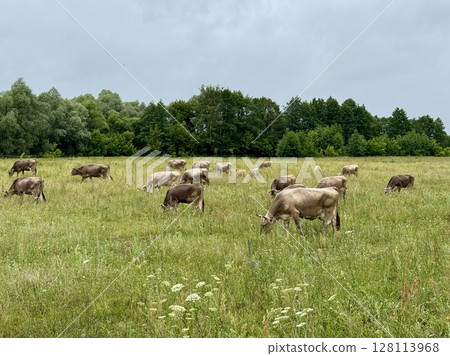 cows graze in a meadow on a warm summer sunny day. High quality photo 128113968