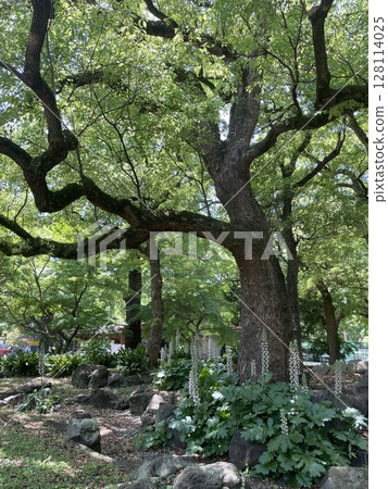 Acanthus mollis in Hibiya Park 128114025