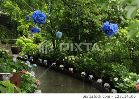 hydrangea hydrangea 128114106