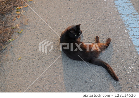 Black cat playing on the roadside 128114526