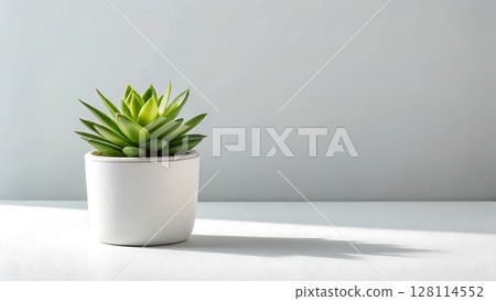 Small green succulent in white ceramic pot on clean surface with soft shadow and light gray background in minimalist style 128114552