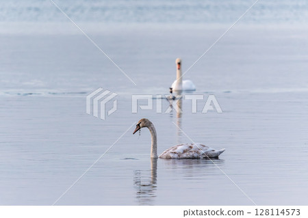 Two Graceful white Swans swimming in the lake, swans in the wild Two Graceful white Swans swimming in the lake, swans in the wild 128114573
