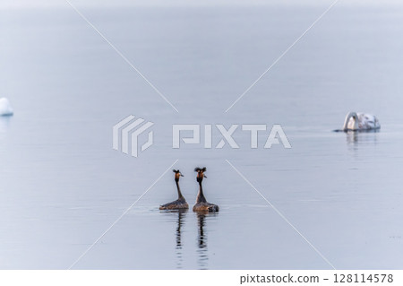 Mating games of two water birds Great Crested Grebes. Two waterfowl birds Great Crested Grebes swim in the lake with heart shaped silhouette Mating games of two water birds Great Crested Grebes. Two waterfowl birds Great Crested Grebes swim in the lake with heart shaped silhouette 128114578