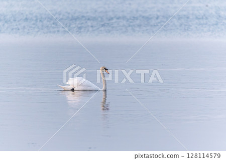 Two Graceful white Swans swimming in the lake, swans in the wild Two Graceful white Swans swimming in the lake, swans in the wild 128114579