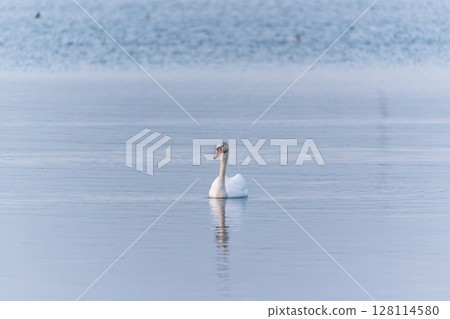 Graceful white Swan swimming in the lake, swans in the wild. Portrait of a white swan swimming on a lake. 128114580