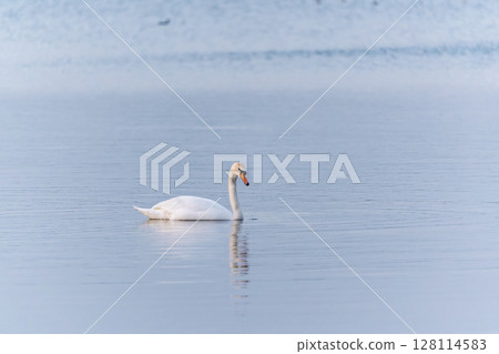 Graceful white Swan swimming in the lake, swans in the wild. Portrait of a white swan swimming on a lake. Graceful white Swan swimming in the lake, swans in the wild. Portrait of a white swan swimming on a lake. 128114583