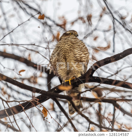 A Eurasian sparrowhawk perched on a branch of a tree outdoors. A Eurasian sparrowhawk perched on a branch of a tree outdoors. 128114587
