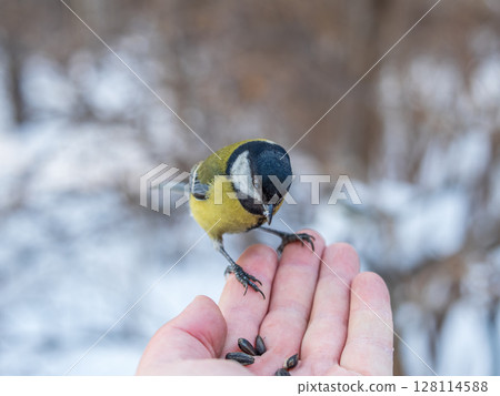 A tit sits on a man's hand and eats seeds. 128114588