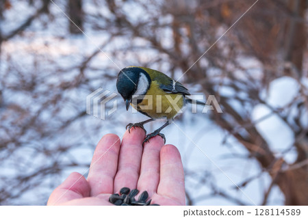A tit sits on a man's hand and eats seeds. 128114589